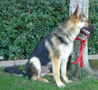 clyde von gesundheit sitting